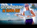 Catching Sharks In Tampa Bay