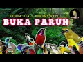 Download Lagu TERAPI SEMUA JENIS BURUNG KECIL GACOR, TERAPI BURUNG PAGI DAN MALAM HARI, PANCINGAN BURUNG KECIL