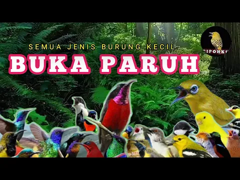 Download MP3 TERAPI SEMUA JENIS BURUNG KECIL GACOR, TERAPI BURUNG PAGI DAN MALAM HARI, PANCINGAN BURUNG KECIL