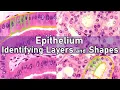 Identifying Layers and Shapes Epithelium