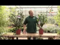 Download Lagu Uitleg en tips over de Camellia Japonica \u0026 Sasanqua door onze tuinplantenwinkel.nl specialist