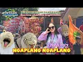 Download Lagu INDAH WATY - NGAPLANG NGAPLANG ❗️Burok BINTANG PANORAMA show Desa LebakMekar Greged Cirebon