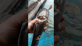 صيد السمك القراميط وجميع السمك بالمشاكيك هو ليه عامل كده  ميزو دندنها