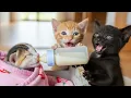 Download Lagu Kittens Help Homeless Tabby Mom \u0026 Newborn — Sweetest Highlights