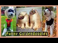 CUTE GOLDENDOODLE S that show they re HILARIOUS dogs