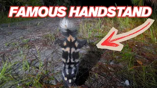 This Tiny Skunk Can Do the Unexpected