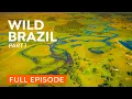 Download Lagu Full Documentary | Brazil's Atlantic Forest | Wildlife of Mata Atlântica