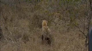 Hyena Runs to the Cries of Another Hyena, Only to Find a Male Lion