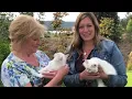 Meet The Owner of Lilac City Ragdolls Ragdoll Kittens for sale Seattle