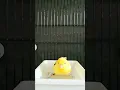 Download Lagu Eurasian siskin bird vs yellow canary #siskin #kenari #goldfinch_singing