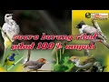 Download Lagu Suara burung ribut pikat 100%ampuh