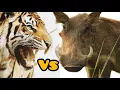 Download Lagu bertarung maut macan barbar memangsa babi hutan || macan vs babi hutan