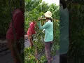 Download Lagu cara unik panen buah kopi #shorts #tips #pertanian