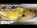 BURMESE OR RETICULATED PYTHONS AS PETS SNAKE ADVICE