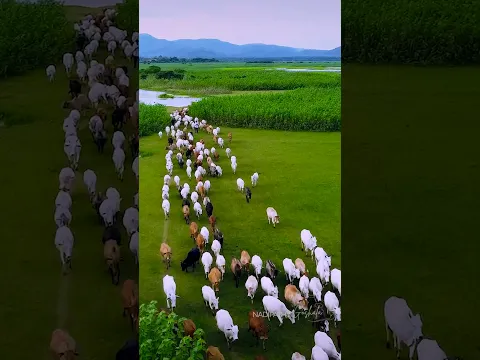 Nadipathy Village | Hidden Paradise from the Sky 🌿🐄  #viral #nature #vlog #telugu  #littleradhe