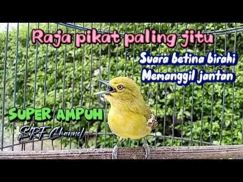 Download MP3 Kicau Cipow Betina birahi memanggil jantan 100% pikat Sirtu paling jitu#sirtugacor@srfchannel3881