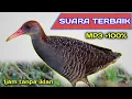 Download Lagu Suara Pikat Burung Sintar Di Jamin Joss