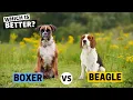 Beagle vs Boxer Which Breed is Best for You