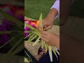 Canang Sari Making - Guest Experiences at Batu Karang #balineseculture #boutiquehotel #bali