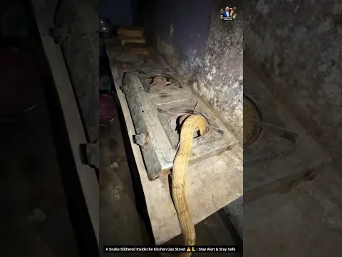 A Snake Slithered Inside the Kitchen Gas Stove! β οΈπ | Stay Alert & Stay Safe #SnakeAwareness