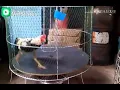 Hen exercise