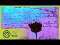 Download The Voynich Code - The Worlds Most Mysterious Manuscript - The Secrets of Nature mp4 3gp mp3 videos - waplic