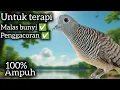Download Lagu PERKUTUT LOKAL SUARA UNIK‼️AMPUH UNTUK TERAPI MALAS/MACET BUNYI. 
