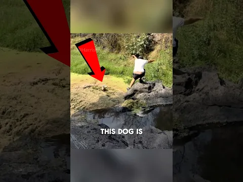 He Wasn’t Ready for This Dog Rescue