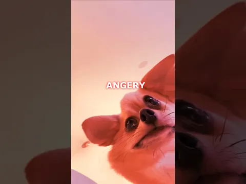 When you don't answer the dog