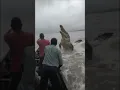 Monster Crocodile Caught On Camera Attacking Boat in Congo River