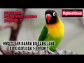 Download Lagu MASTERAN BURUNG LOVEBIRD NGEKEK PANJANG || BERJEDA 1-2 MENIT