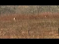 62 cases of CWD reported in West TN deer