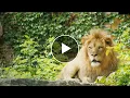Download Lagu Savana Trailer #2