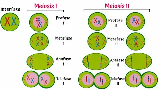 Meiosis Paso a Paso