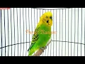 Download Lagu PARKIT GACOR ! full materi tembak beset crecet masteran murai C ijo anis kacer / Budgie Parakeet