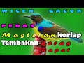 Lagu Masteran korlap/kolibri kelapa bahan agar cepat bukpar