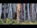 Archery Elk Hunt 25 Yard Frontal Shot - Down In Seconds