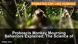 Proboscis Monkey Mourning Behaviors Explained The Science of Grief