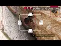 Hornet TrackerCounter demo
