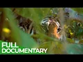 Download Lagu Wild India - Fantastic Creatures | Free Documentary Nature