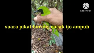 Download suara pikat burung cucak ijo paling ampuh MP3