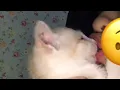 Download Lagu Ciuman Sama kucing 😥 #videosingkat