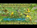 Download Lagu Suara pikat sogon liar ampuh#pikatburung TERBUKTI ampuh