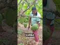 Download Lagu buah sirsak atau nangka belanda #rurallife #nature #fruitsname
