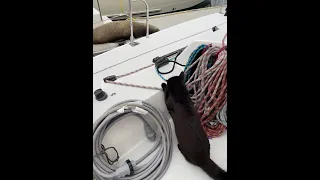 Cat v. Seal #ourladydefiant #liveaboardlife #cat #sealions #