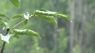 Sonido de Lluvia Relajante - Sin truenos y un poco Intensa - Ideal para Dormir - 10 Horas