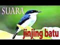 Lagu Suara burung JINJING BATU gacor//jos buat masteran cucak ijo
