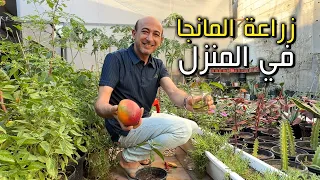 زراعة المانجا من البذرة في المنزل