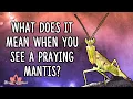 What Does It Mean When You See a Praying Mantis