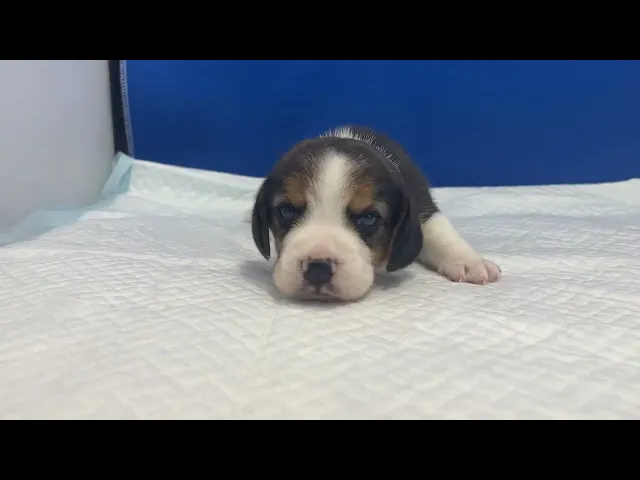 動画